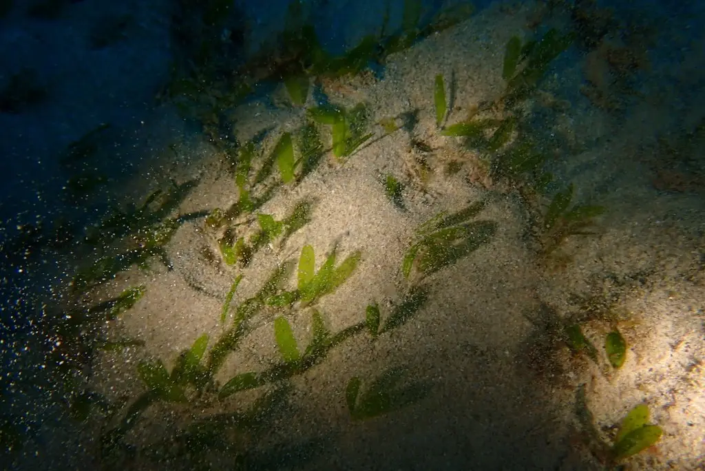 Halophila decipiens