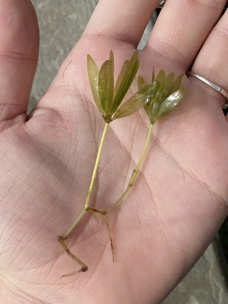 Halophila engelmannii