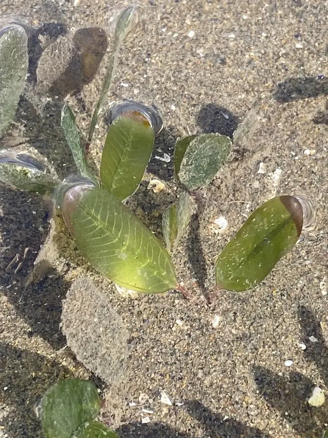 Halophila ovalis