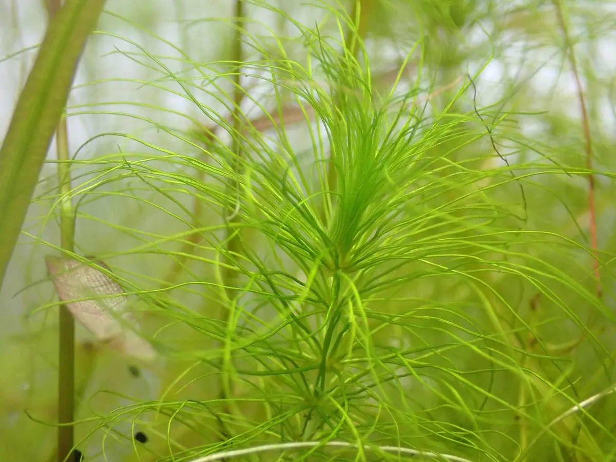 Heteranthera gardneri