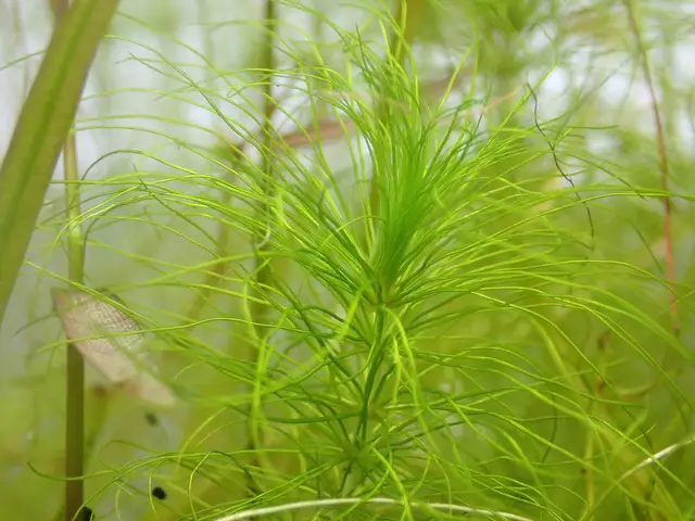 Heteranthera gardneri