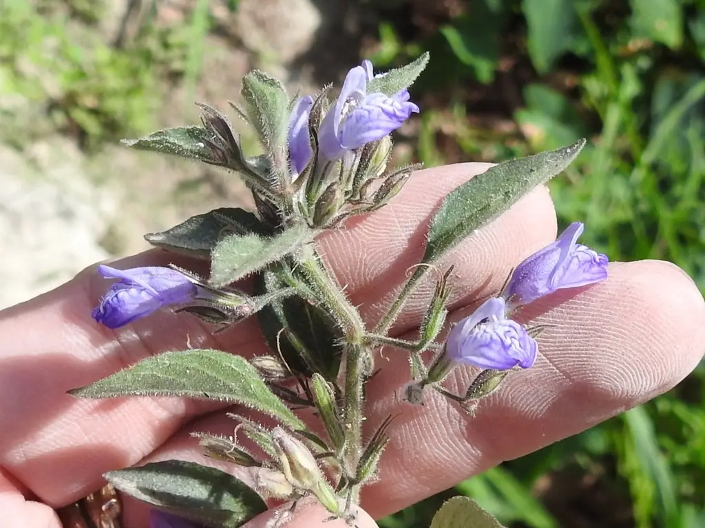 Базовый вид Hygrophila corymbosa