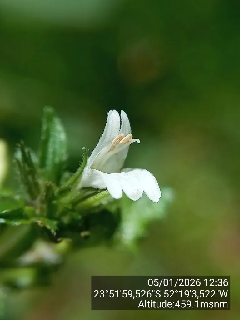 Hygrophila costata