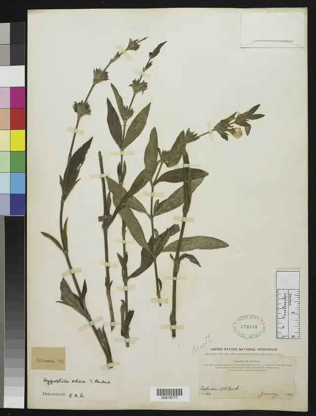 Hygrophila odora