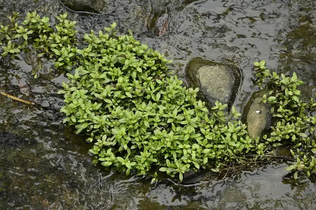 Базовый вид Hygrophila polysperma