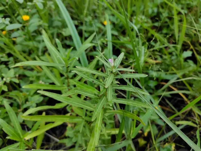 Базовый вид Hygrophila ringens var. ringens