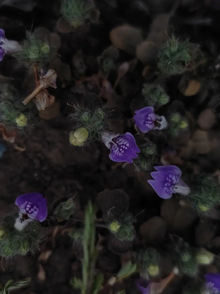 Hygrophila serpyllum