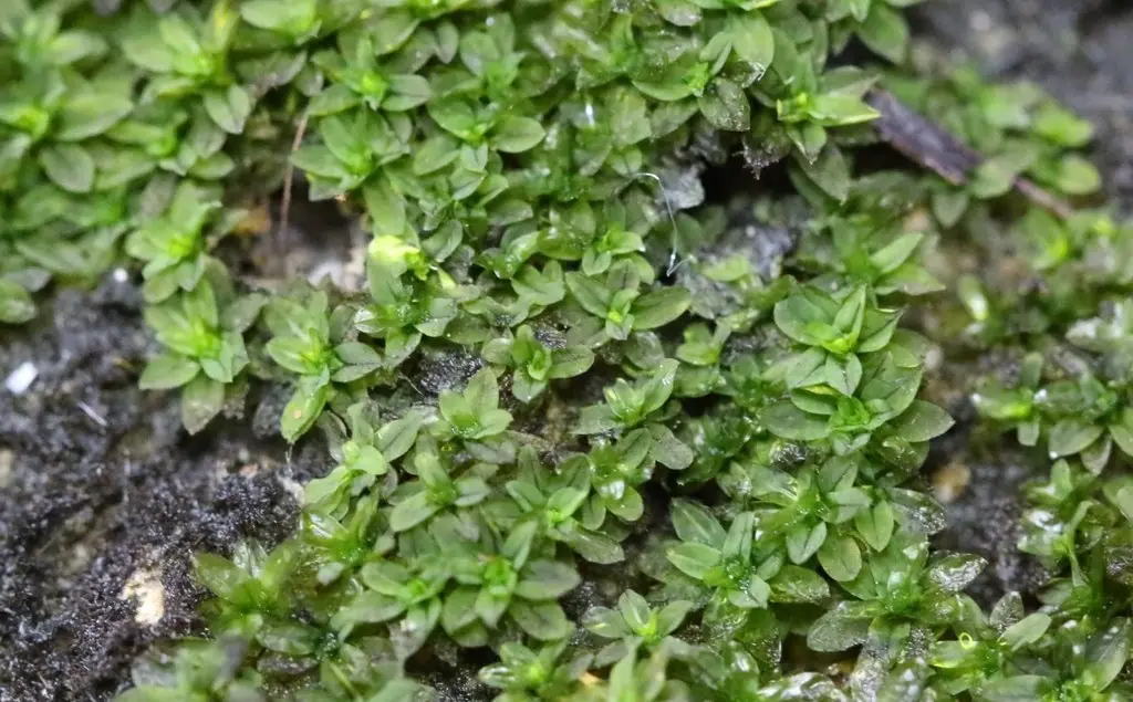 Hyophila involuta