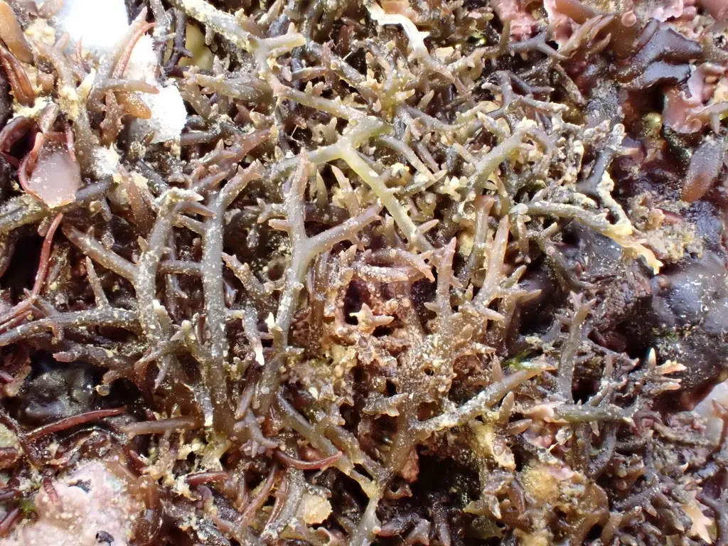 Hypnea pannosa