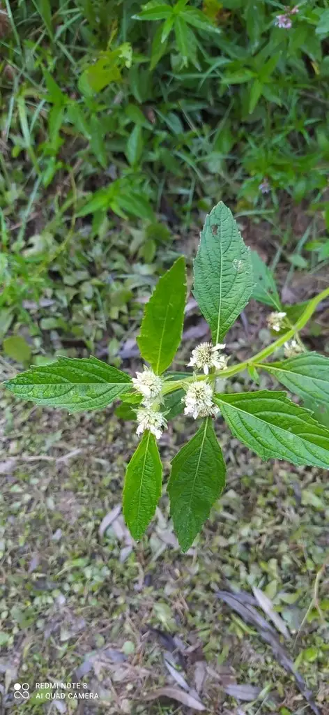 Hyptis lorentziana