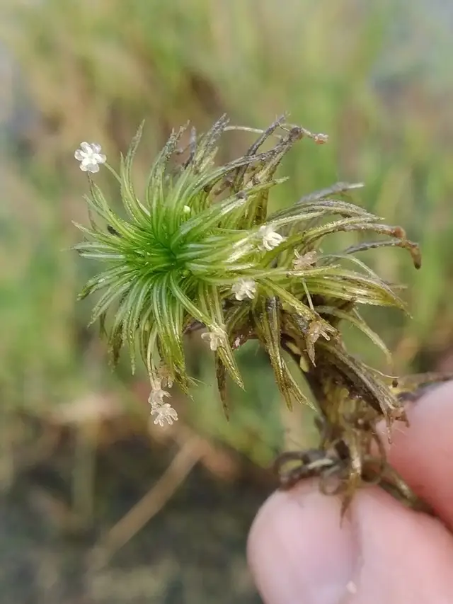 Lagarosiphon cordofanus