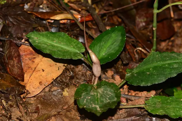 Базовый вид Lagenandra meeboldii