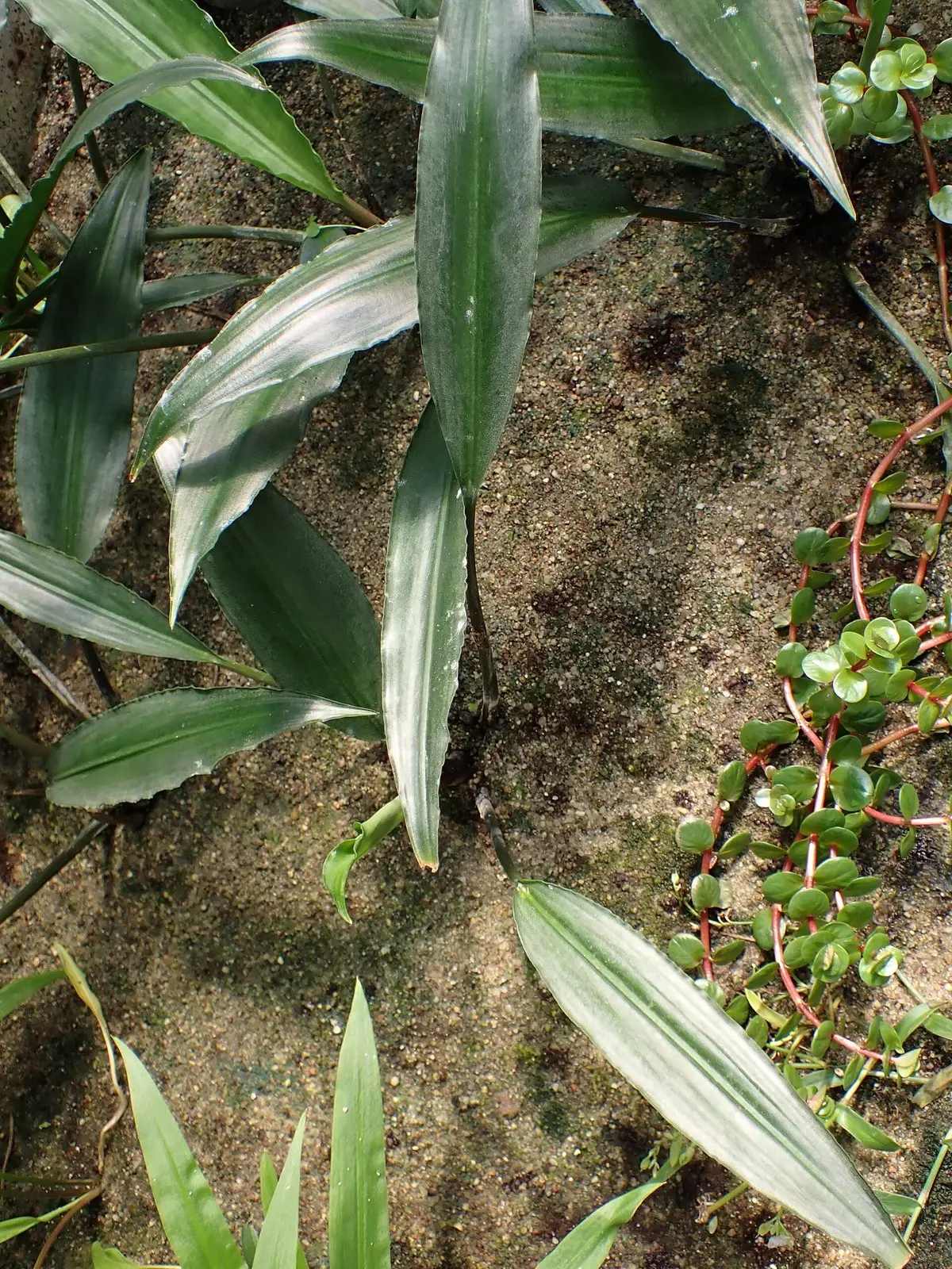 Lagenandra thwaitesii