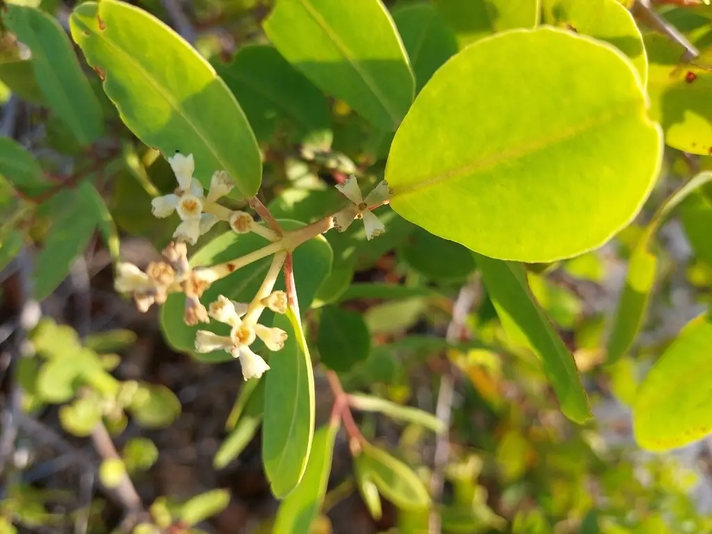 Laguncularia racemosa