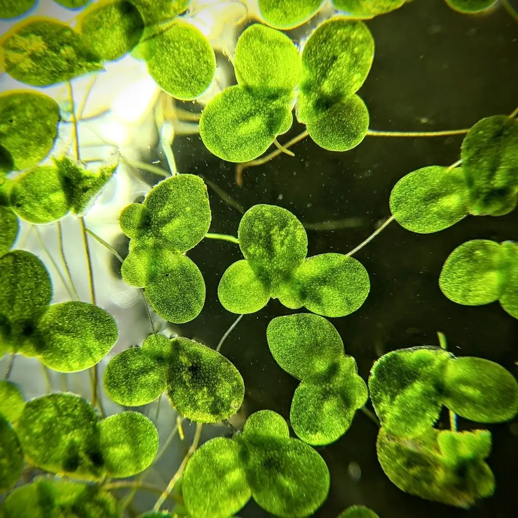 Lemna minor