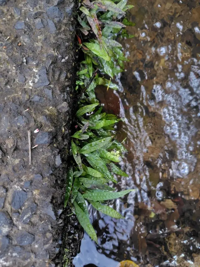 Leptochilus pteropus