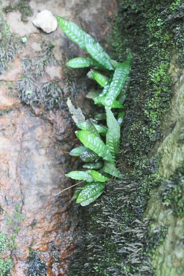 Базовый вид Leptochilus pteropus subsp. pteropus