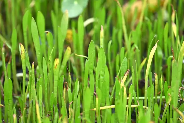 Lilaeopsis carolinensis