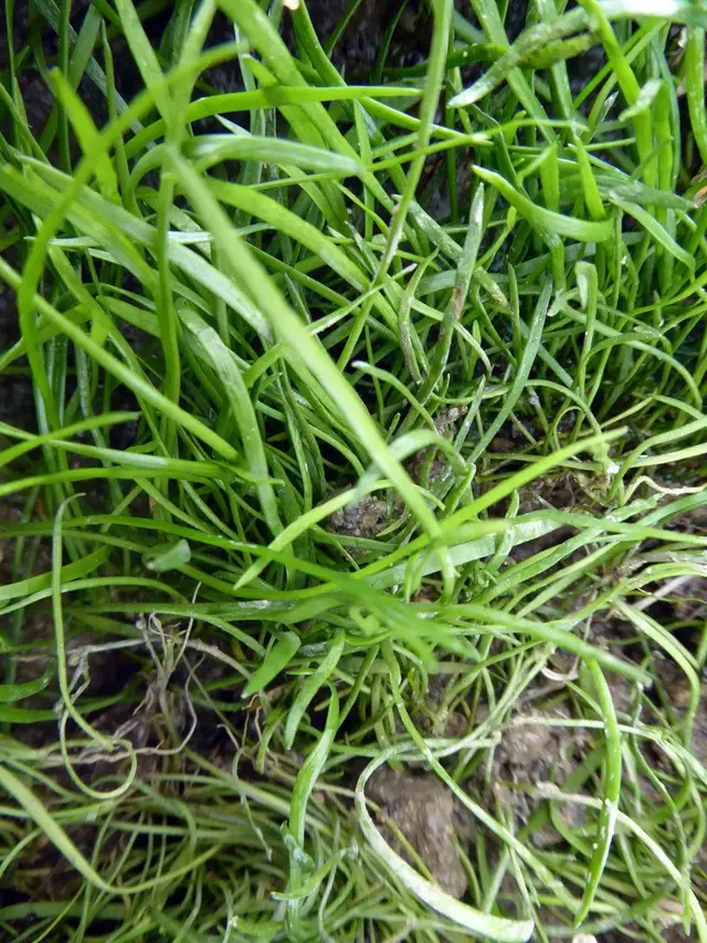 Lilaeopsis mauritiana