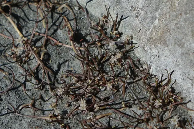 Lilaeopsis ruthiana