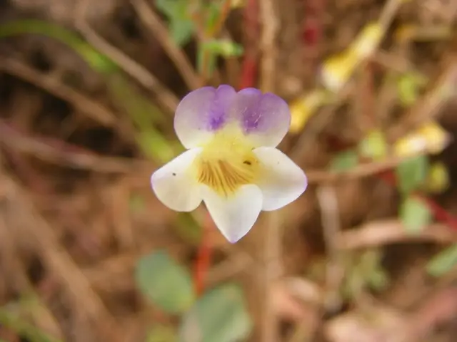 Limnophila brownii