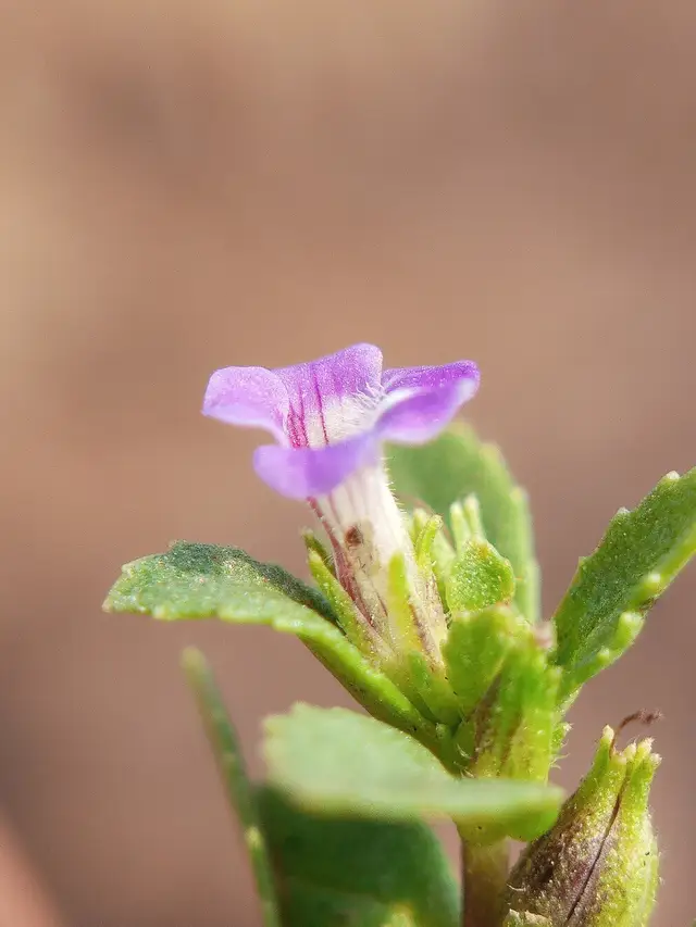 Limnophila repens