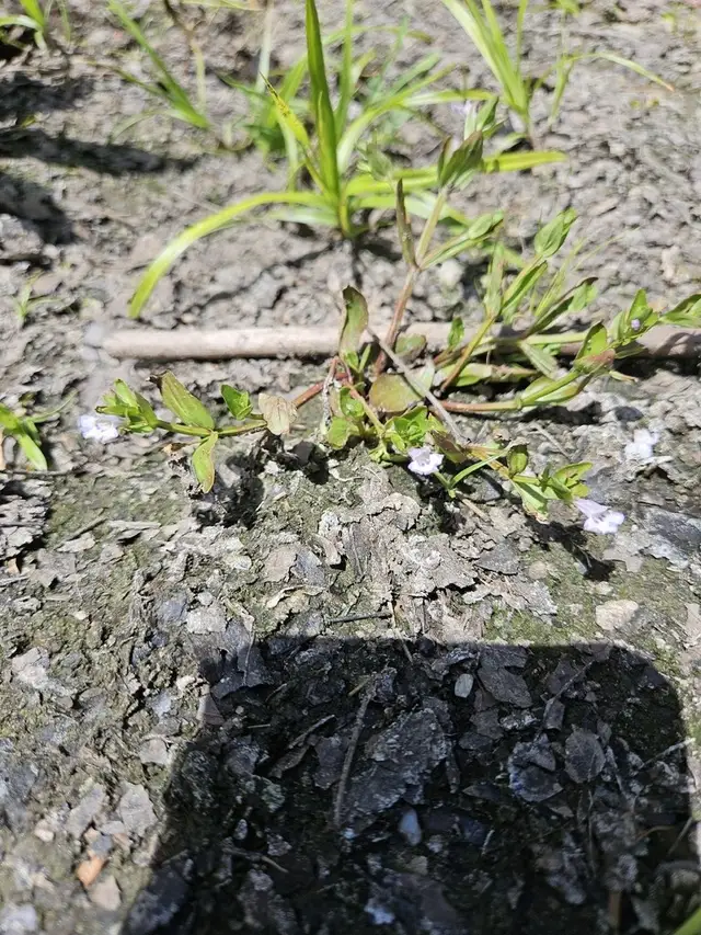 Lindernia dubia