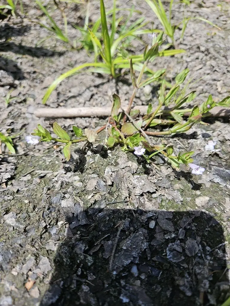 Lindernia dubia