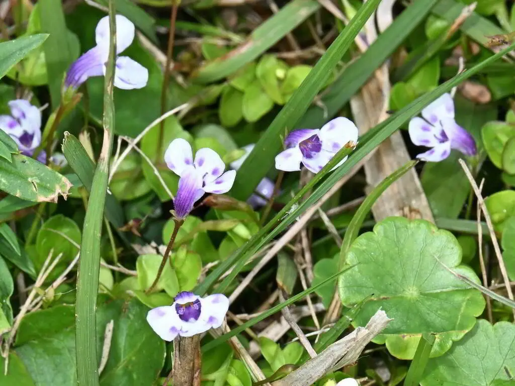 Lindernia grandiflora