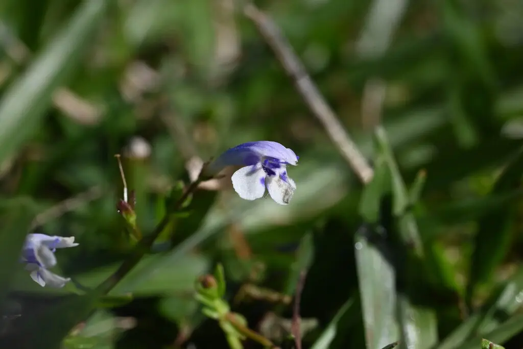 Lindernia rotundifolia