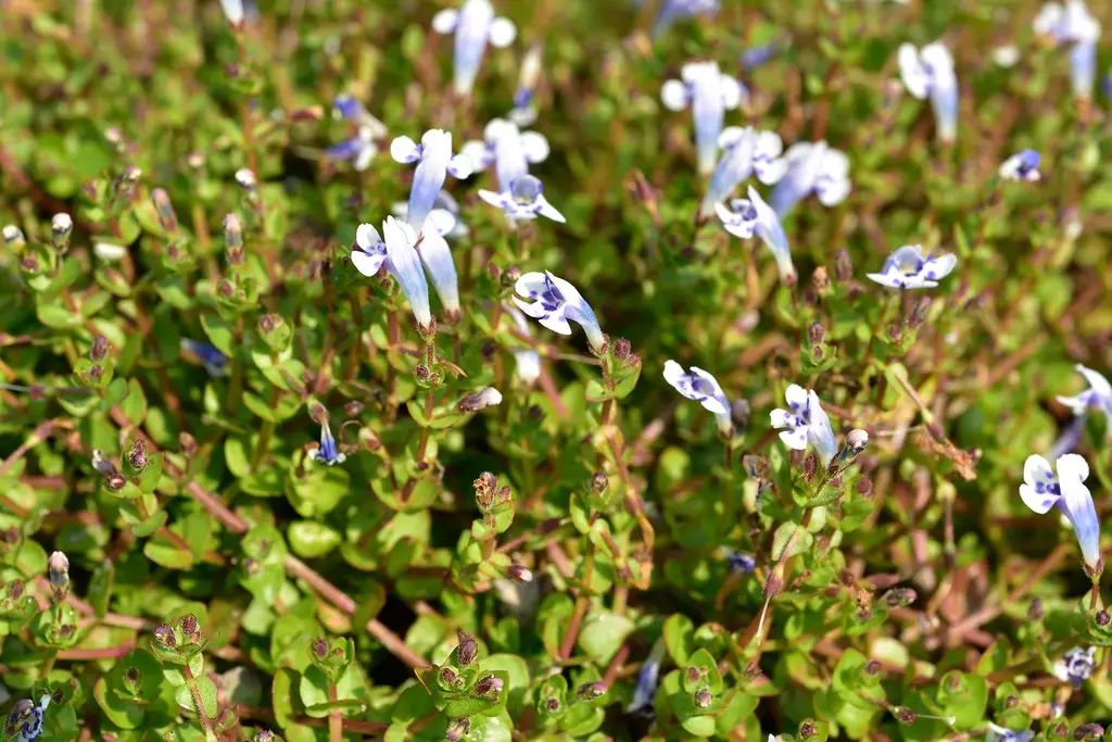 Базовый вид Lindernia rotundifolia