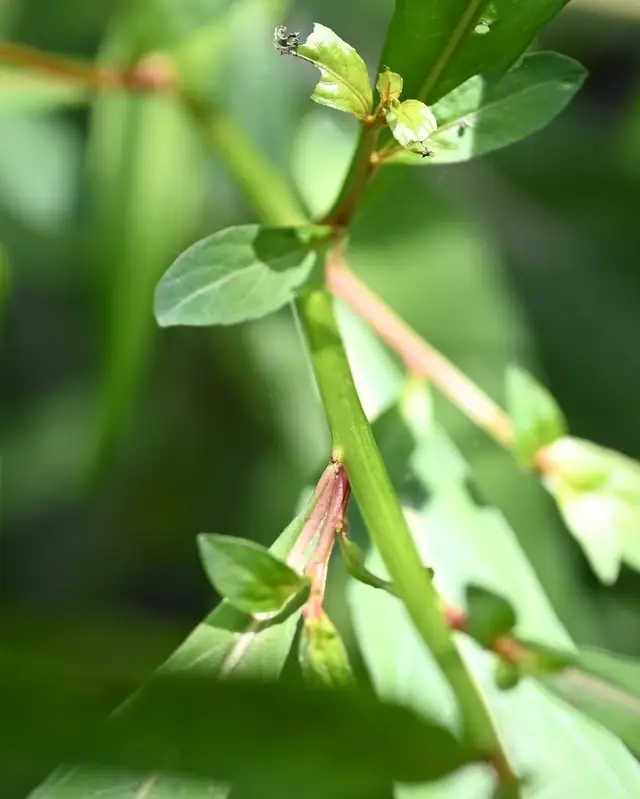 Представитель рода Ludwigia