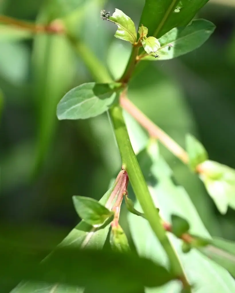 Представитель рода Ludwigia