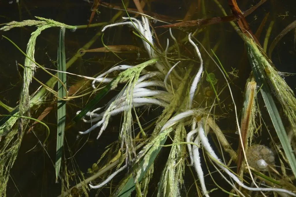 Ludwigia helminthorrhiza