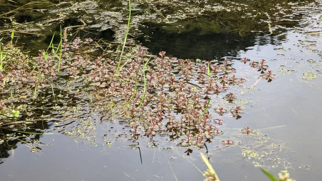 Базовый вид Ludwigia ovalis