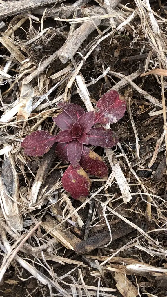 Базовый вид Ludwigia palustris