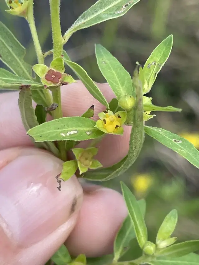 Ludwigia sphaerocarpa