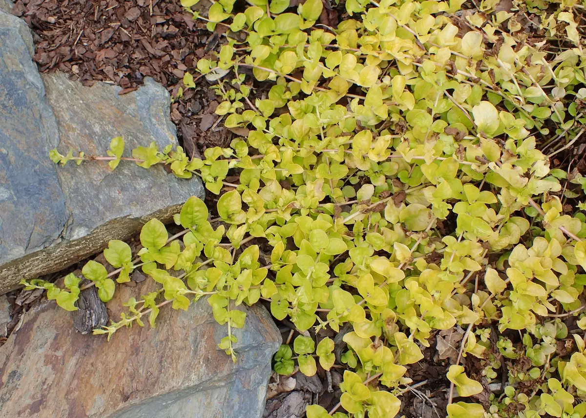 Lysimachia nummularia 'Aurea'