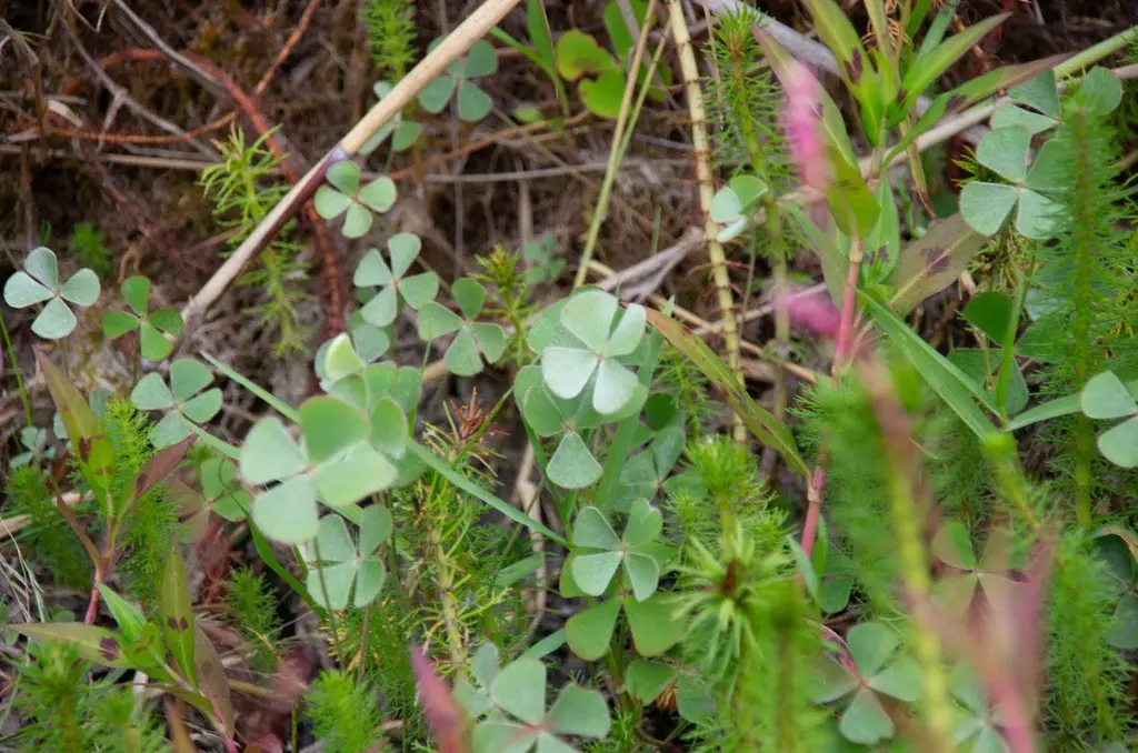 Marsilea drummondii