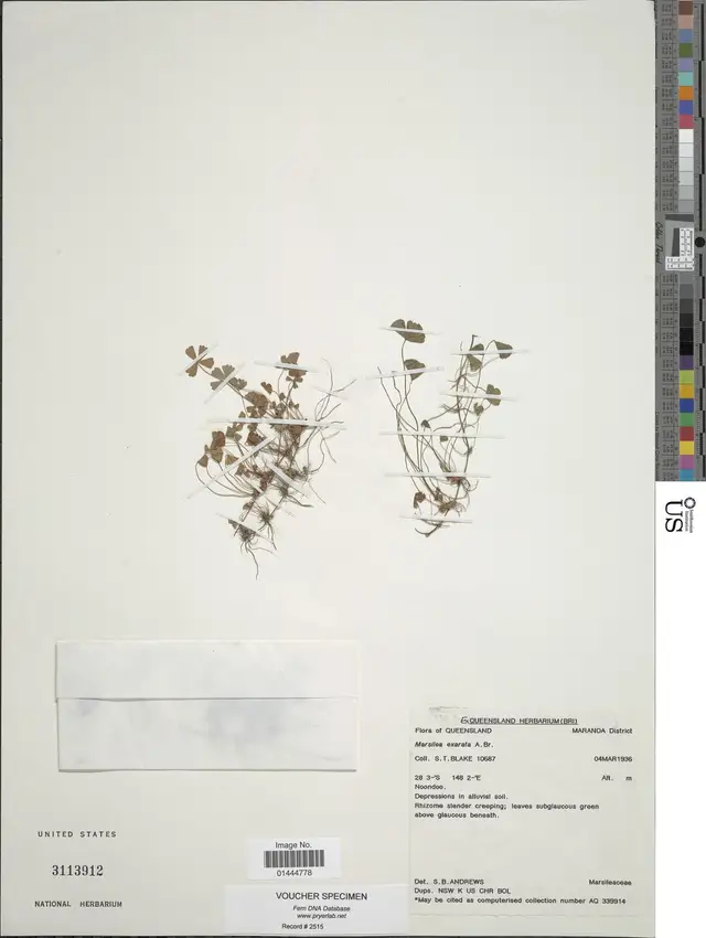 Marsilea exarata