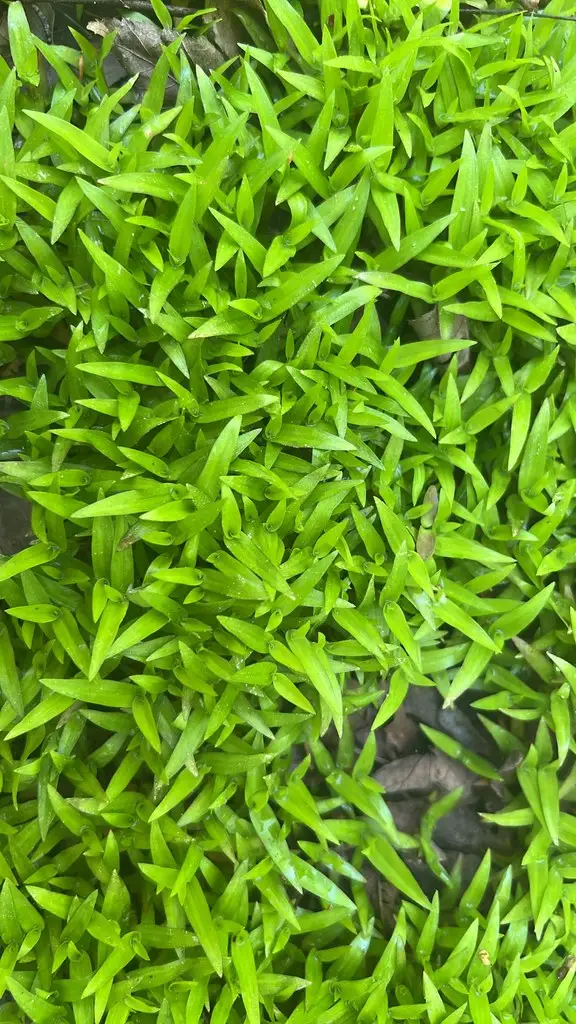 Murdannia keisak