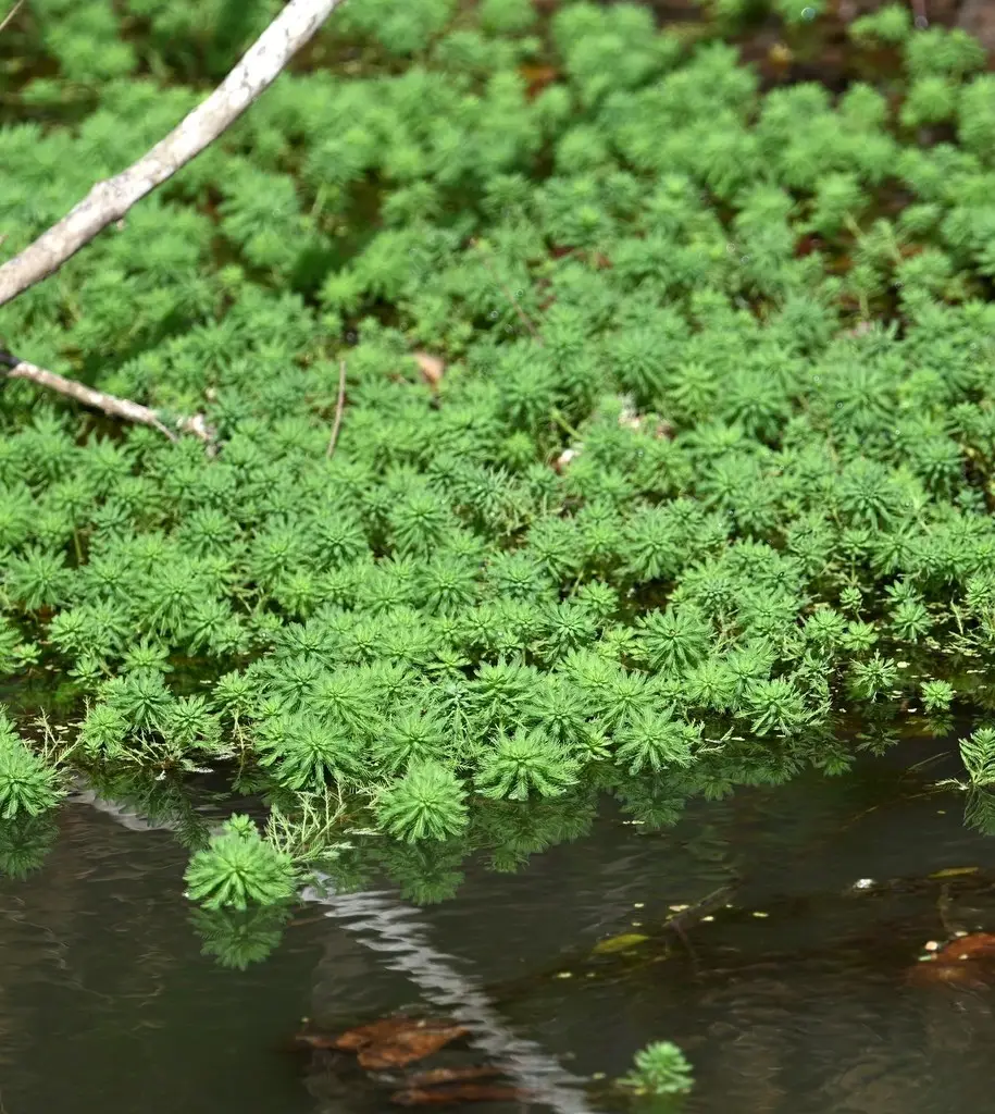 Представитель рода Myriophyllum