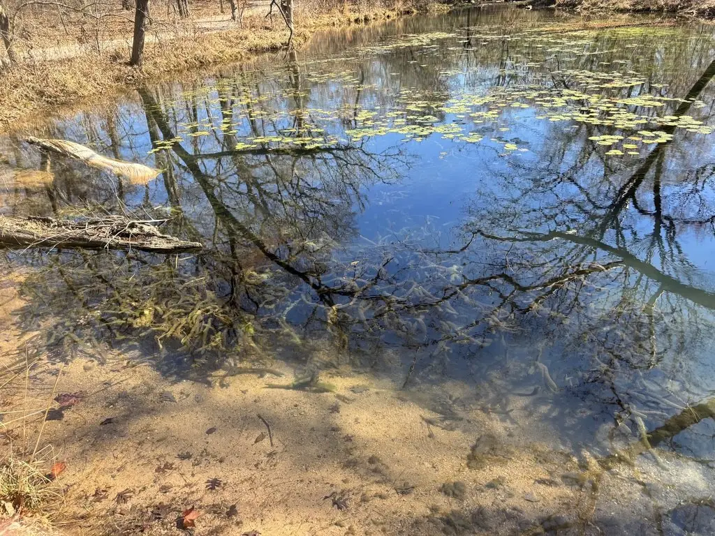 Myriophyllum heterophyllum