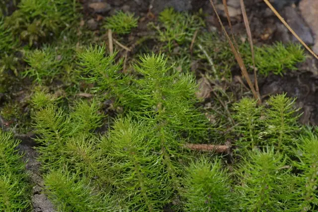 Myriophyllum pinnatum