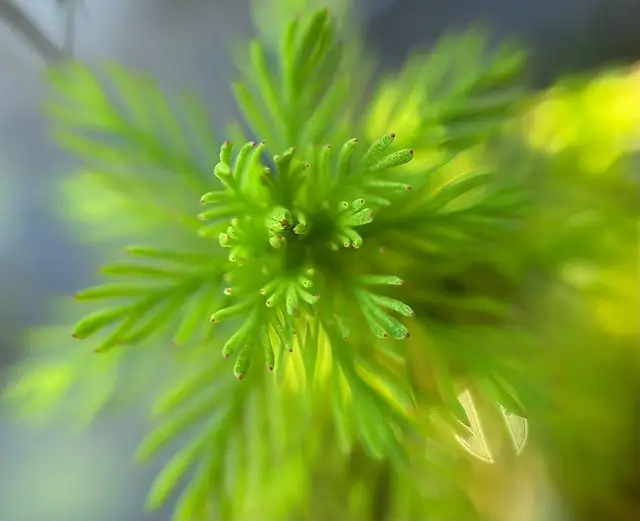 Myriophyllum rubricaule