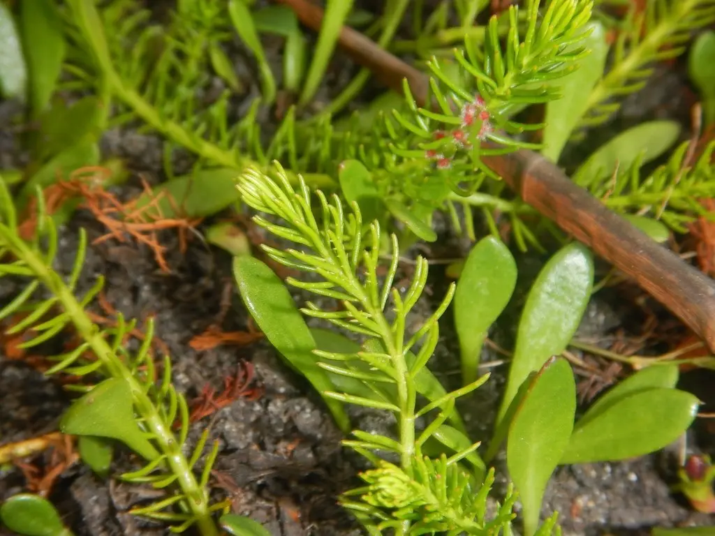 Myriophyllum simulans