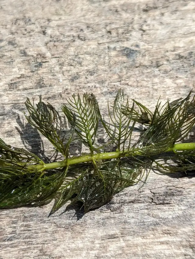 Myriophyllum spicatum