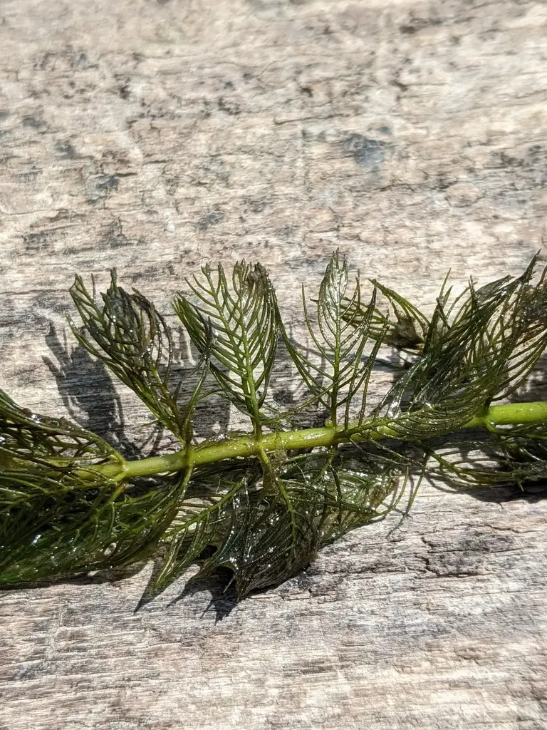 Myriophyllum spicatum