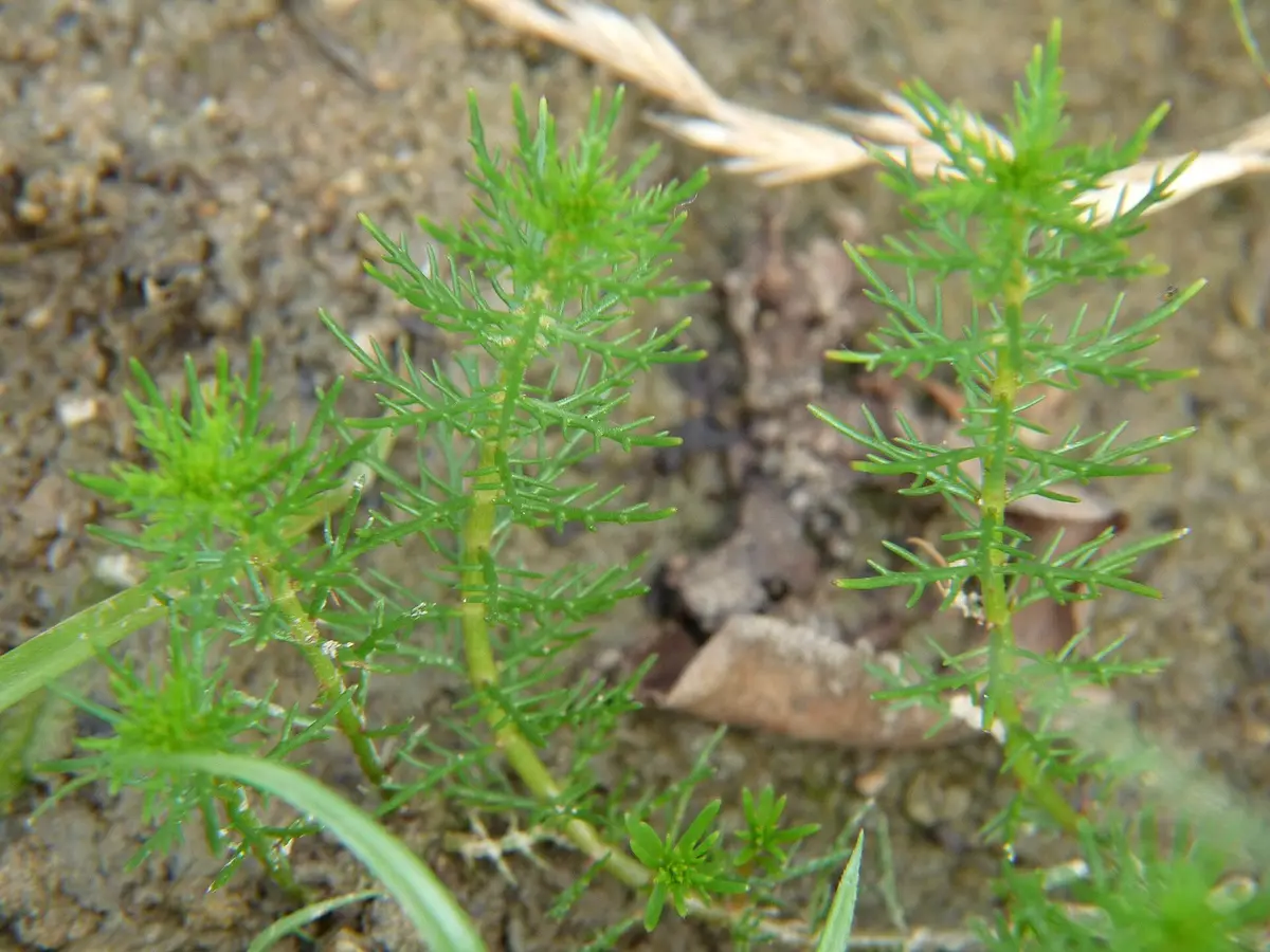 Myriophyllum ussuriense