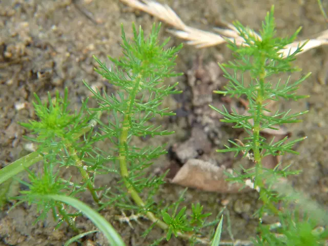 Myriophyllum ussuriense